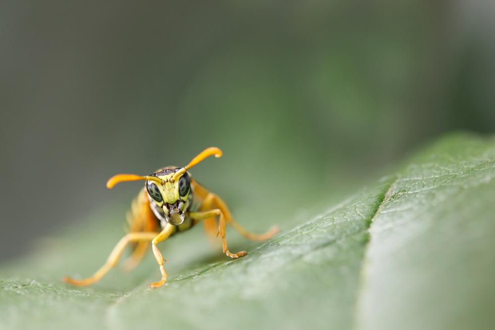 Platz 5 Daniela Korn